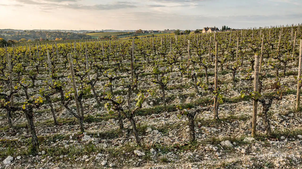 Launois Père & Fils — Champagne producer profile image.