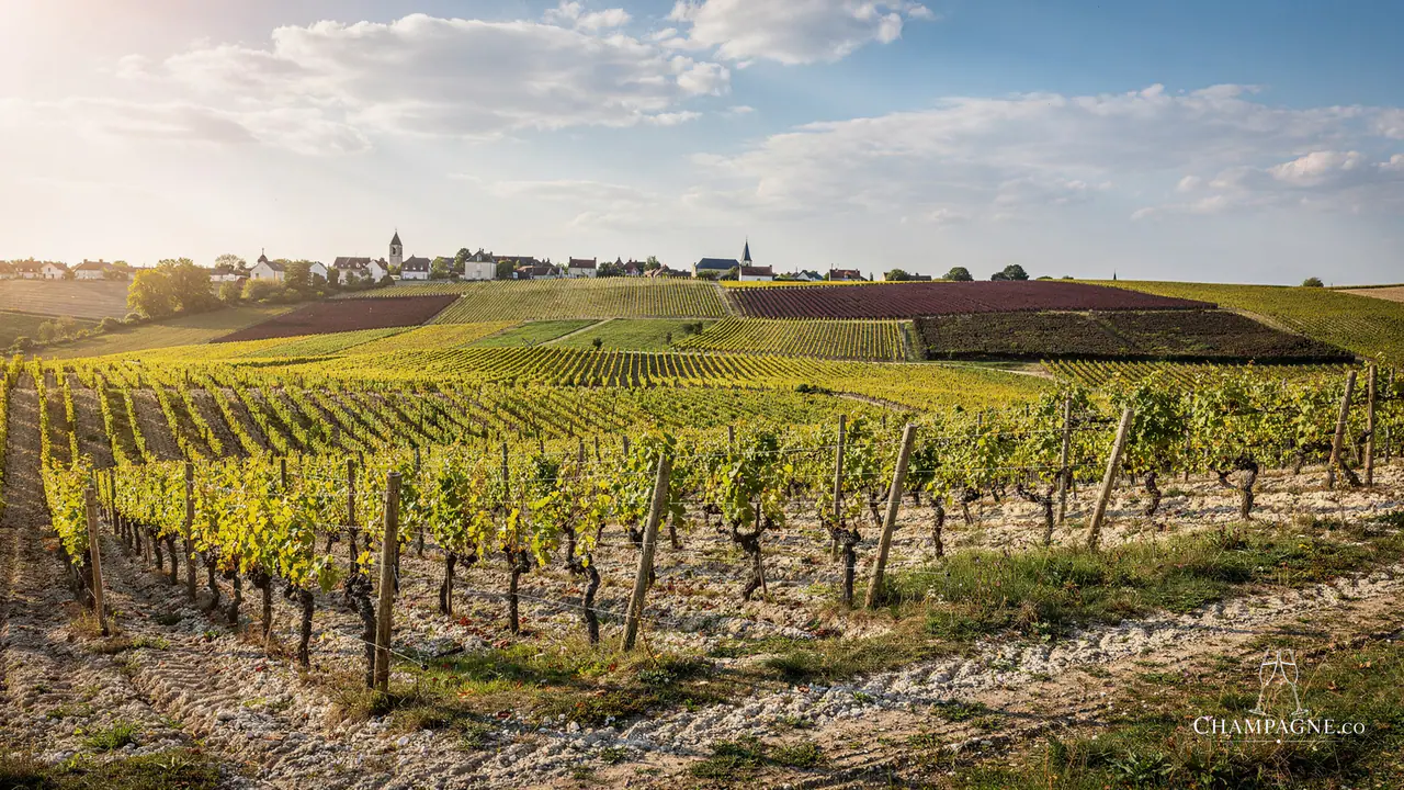 Le Brun de Neuville — Champagne producer profile image.