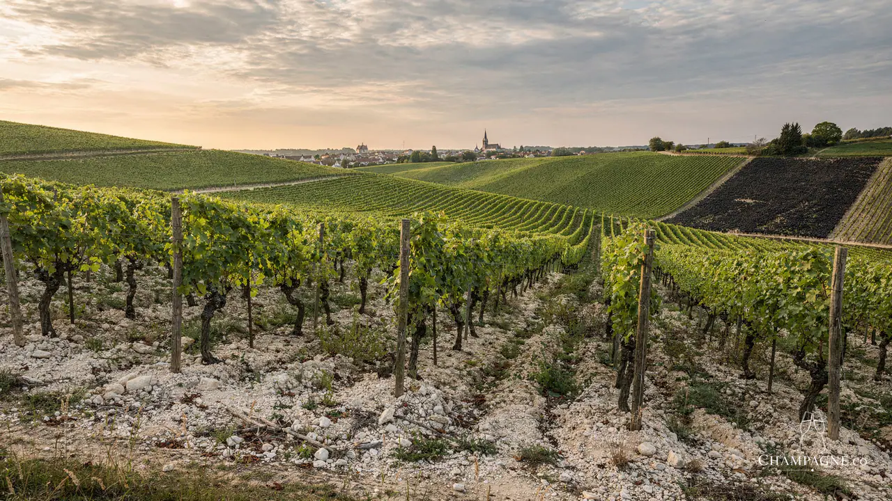 Le Brun-Servenay — Champagne producer profile image.