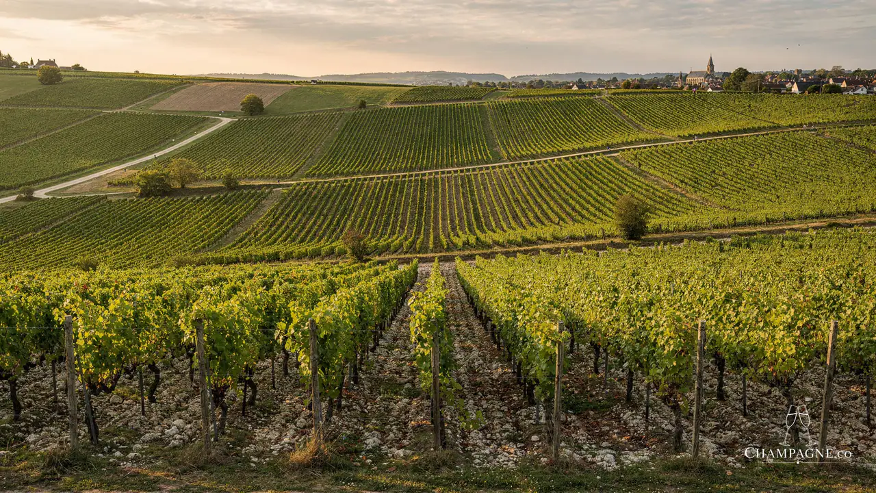 Le Mesnil — Champagne producer profile image.