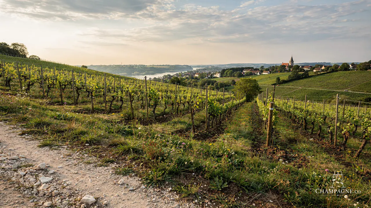 Legrand Latour — Champagne producer profile image.