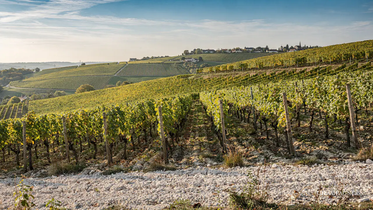 Legras & Haas — Champagne producer profile image.