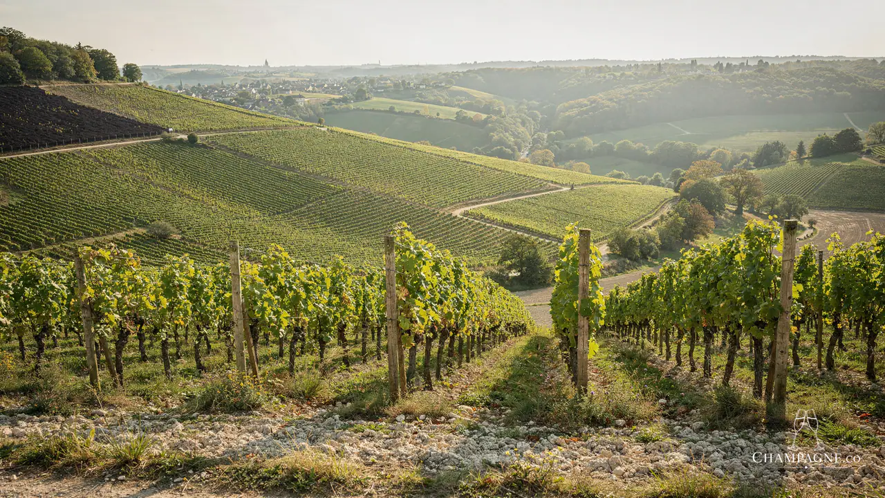 Lenoble — Champagne producer profile image.