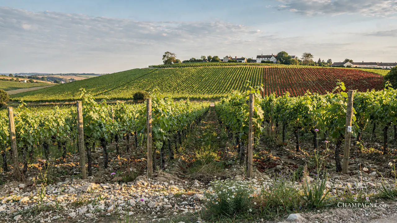 Les Frères Mignon — Champagne producer profile image.