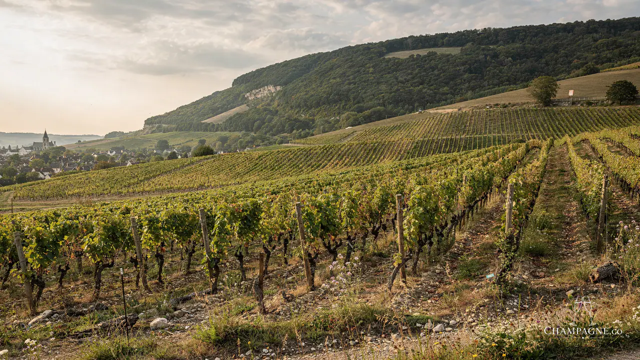 Louis Brochet — Champagne producer profile image.