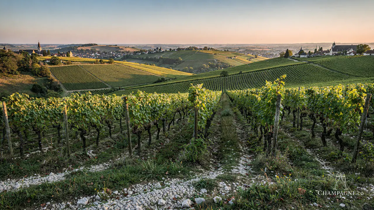 Louis de Sacy — Champagne producer profile image.