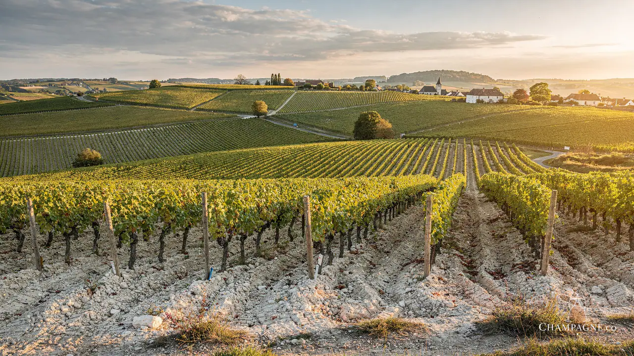 Louis Massing — Champagne producer profile image.
