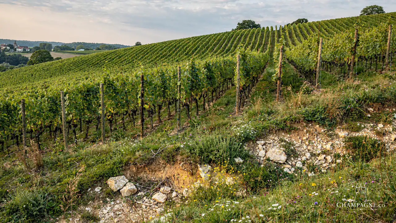 Louise Brison — Champagne producer profile image.