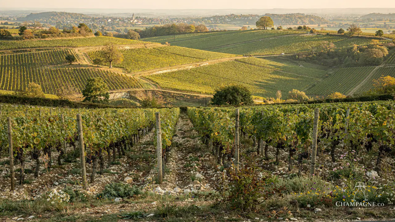 Mailly Grand Cru — Champagne producer profile image.