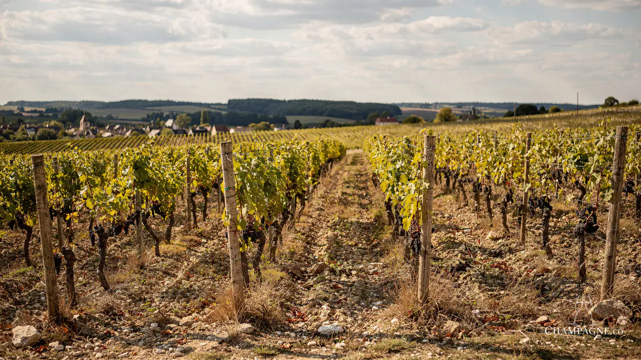 Maison Raday — Champagne producer profile image.