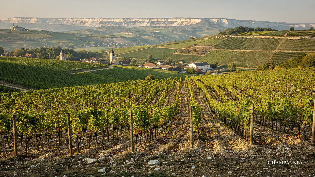 Malard — Champagne producer profile image.