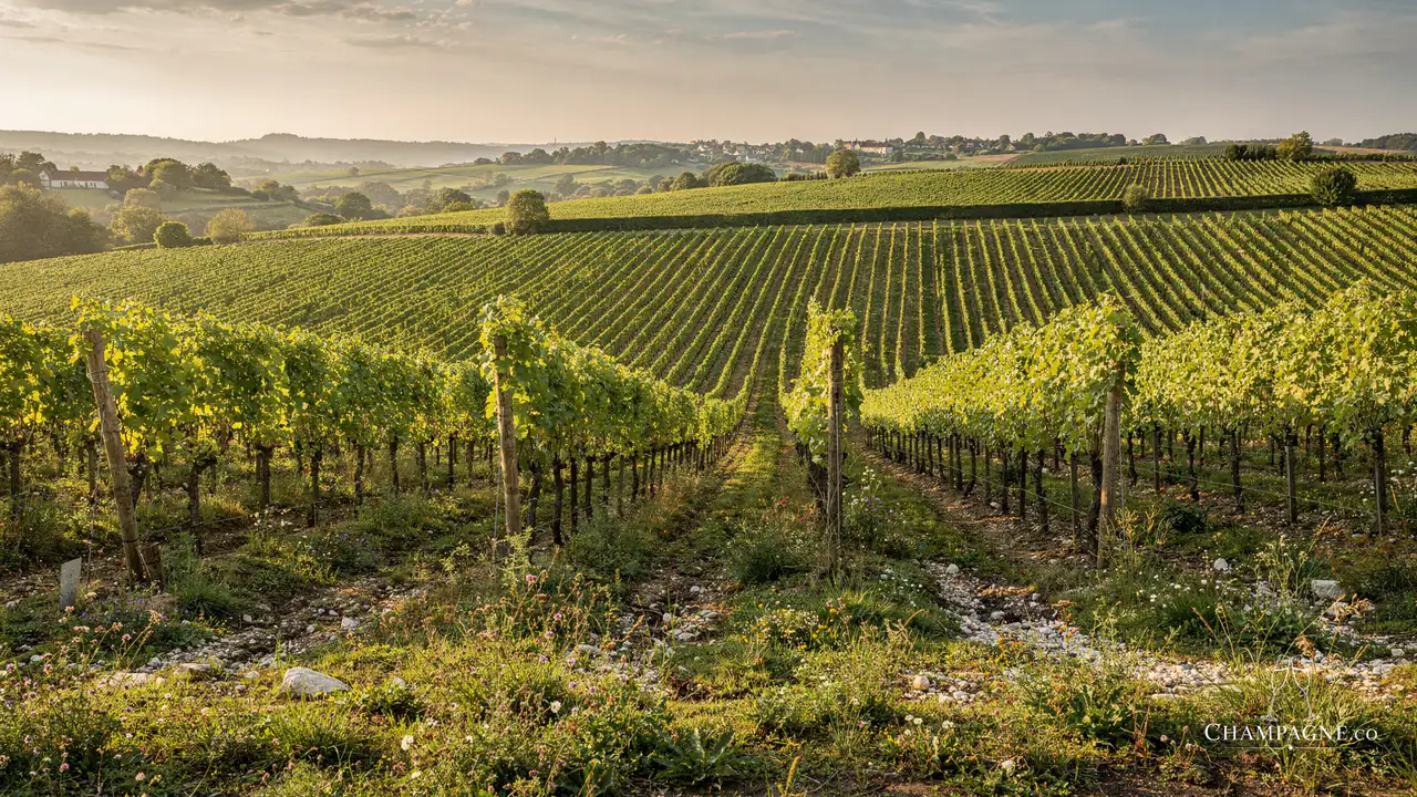 Mandois — Champagne producer profile image.