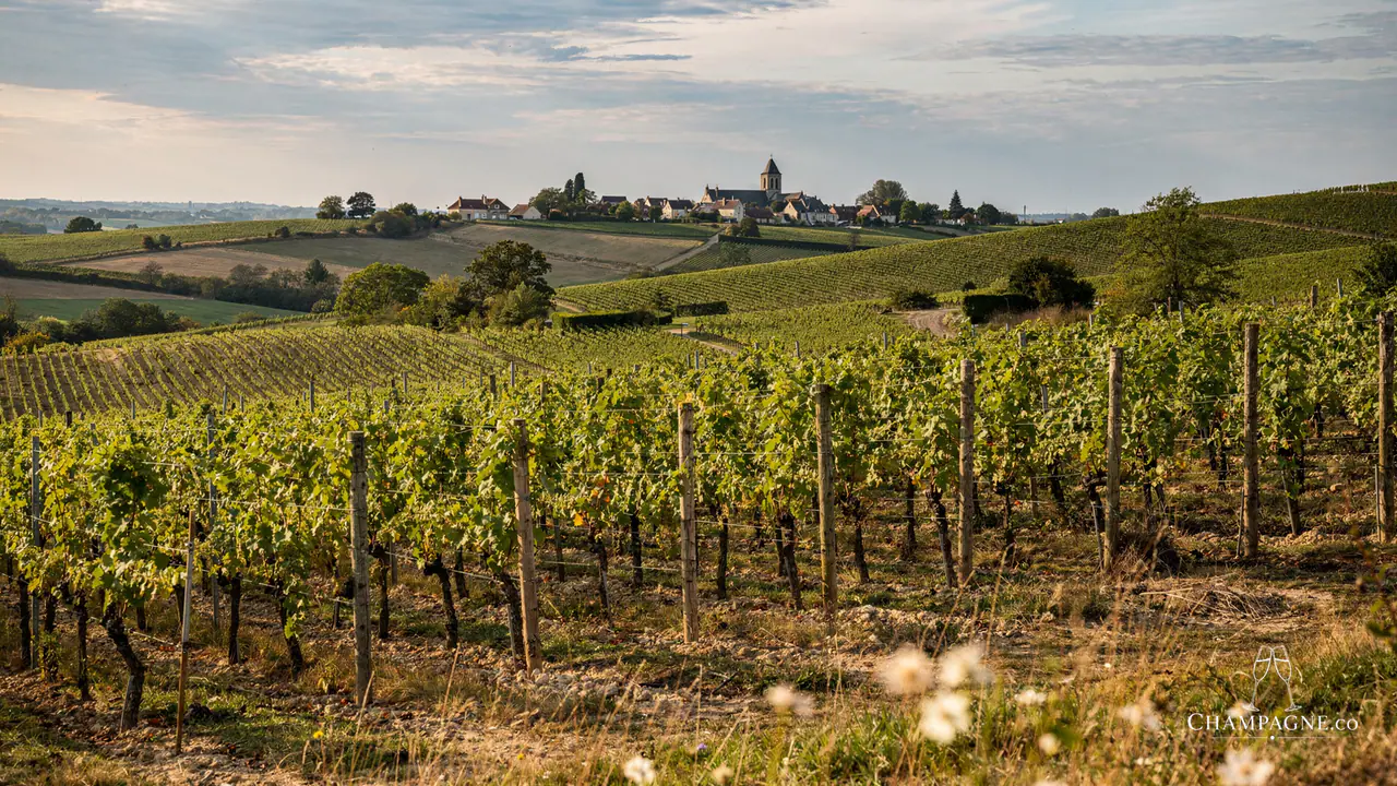 Mansard — Champagne producer profile image.