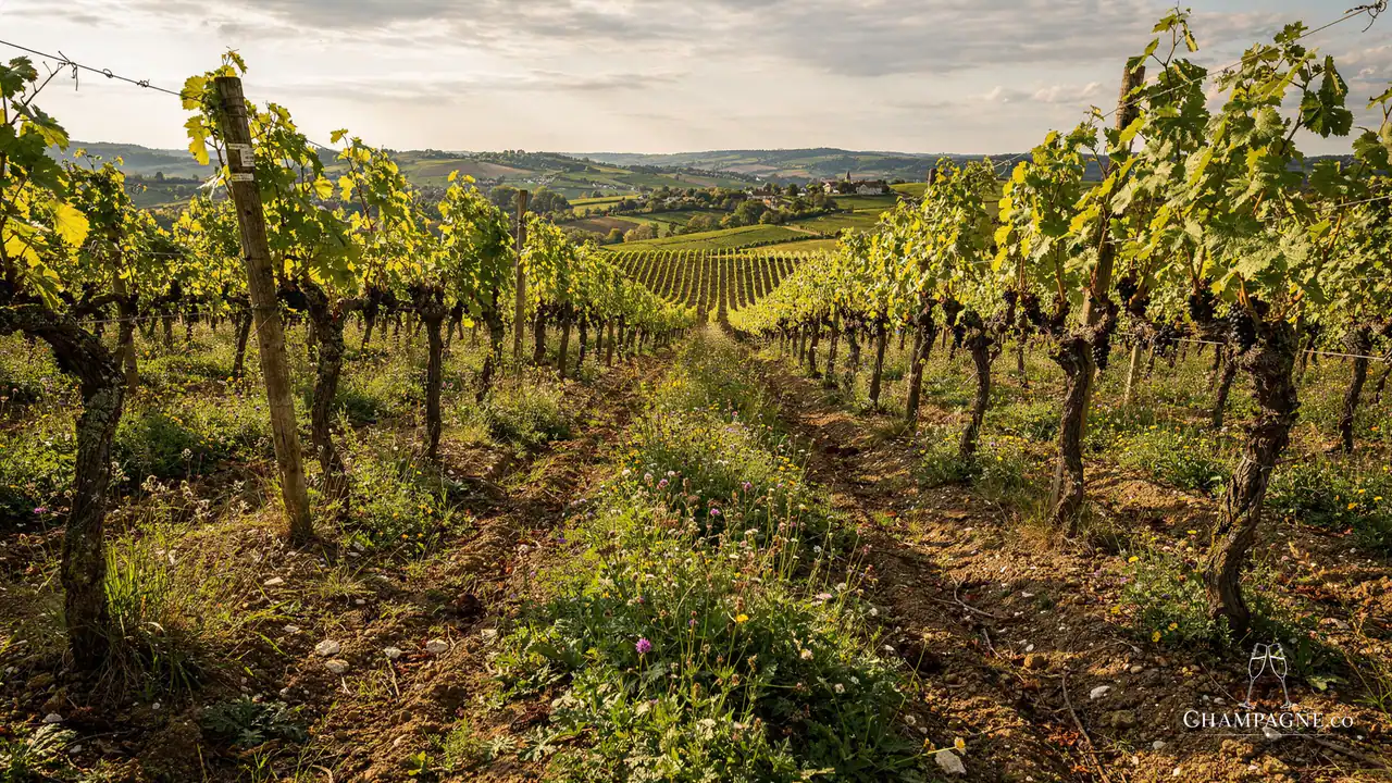 Marguet — Champagne producer profile image.