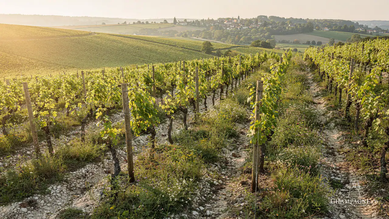 Marie Copinet — Champagne producer profile image.