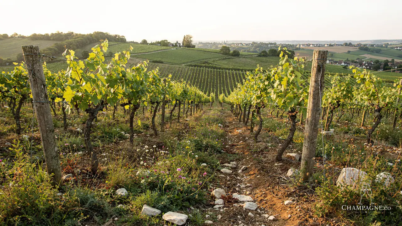 Marie-Courtin — Champagne producer profile image.