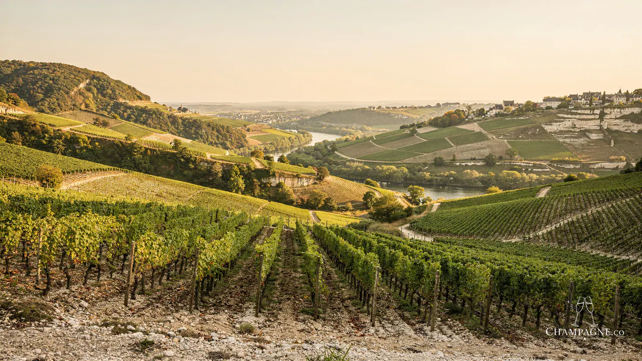Marie Stuart — Champagne producer profile image.