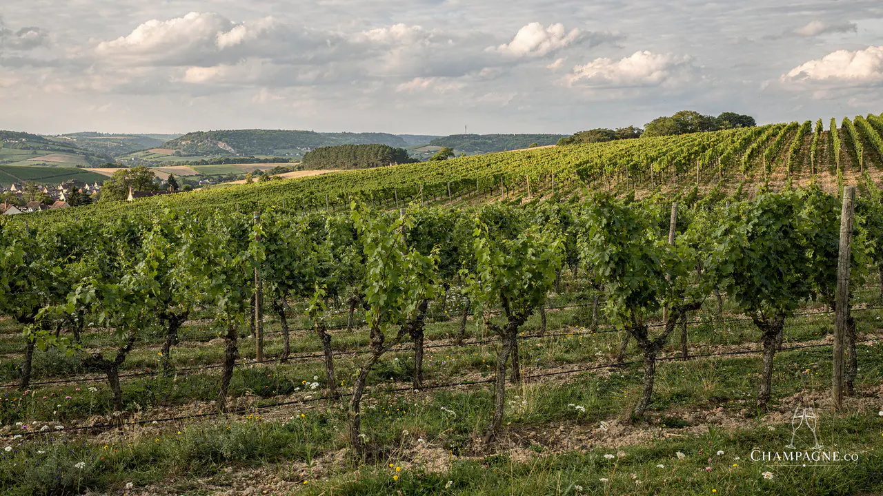 Matthieu Godmé-Guillaume — Champagne producer profile image.