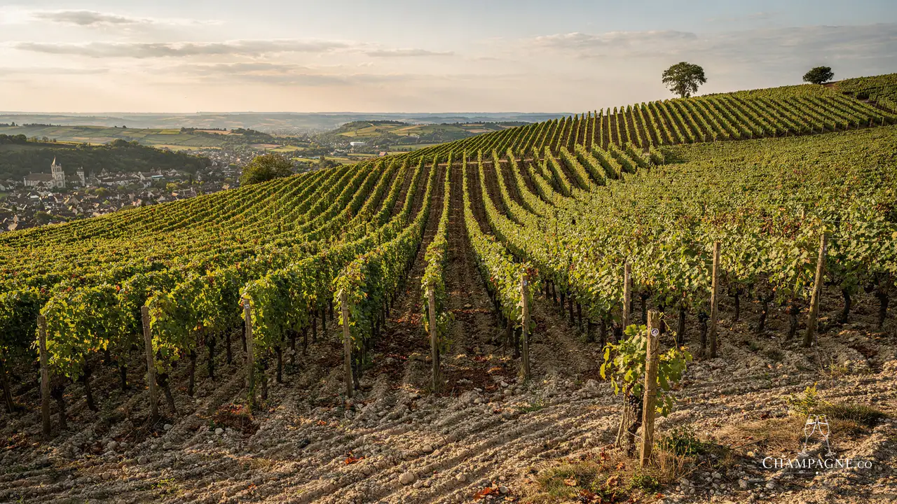 Maurice Vesselle — Champagne producer profile image.