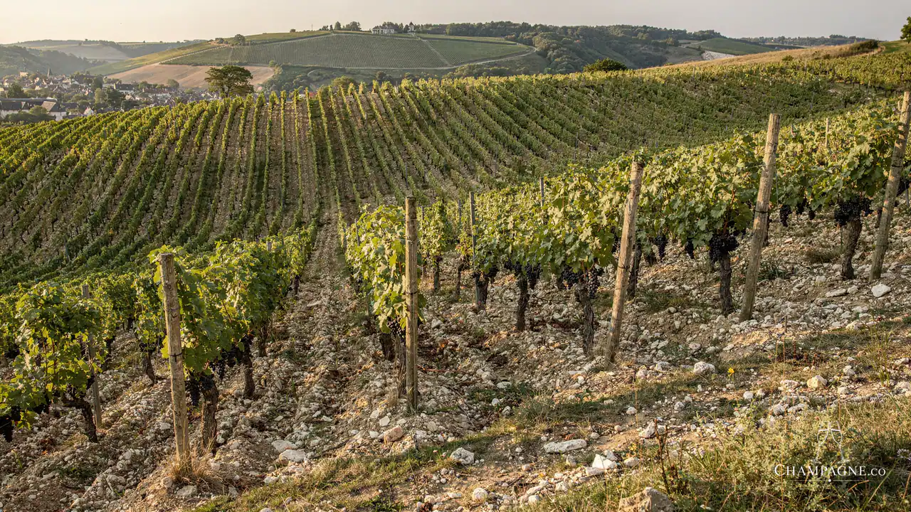 Michel Arnould & Fils — Champagne producer profile image.