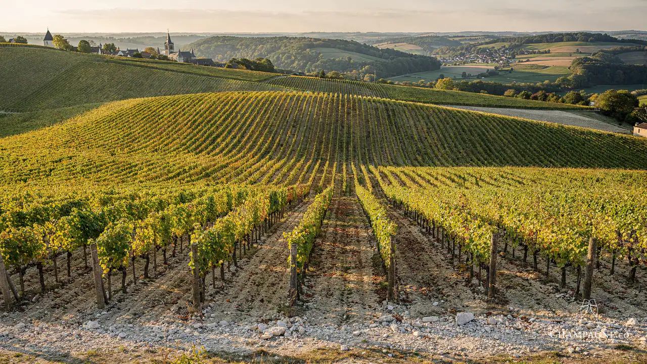 Michel Gonet — Champagne producer profile image.