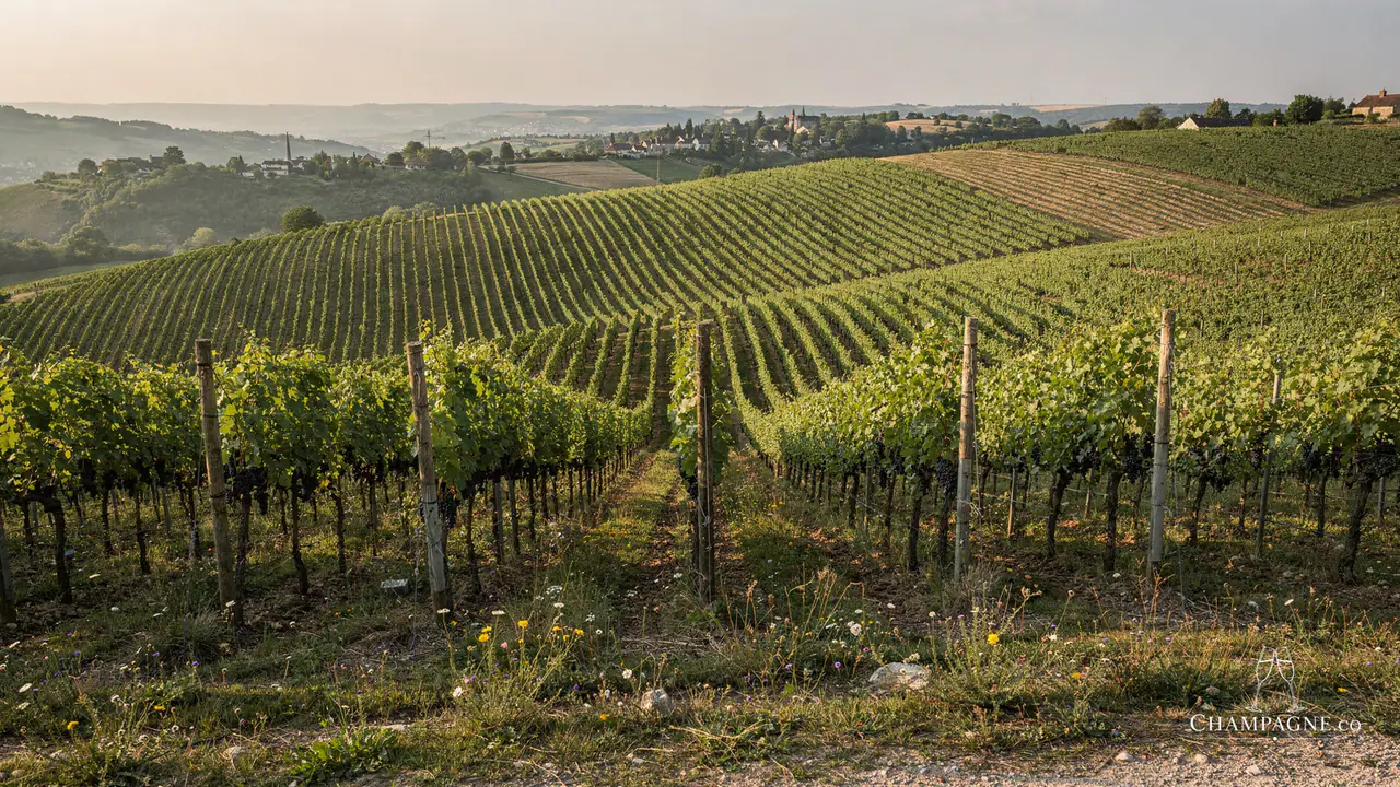 Michel Loriot — Champagne producer profile image.