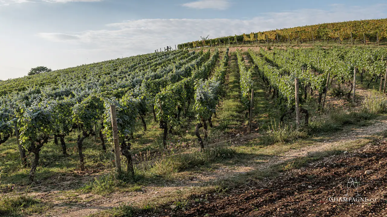 Minière F&R — Champagne producer profile image.