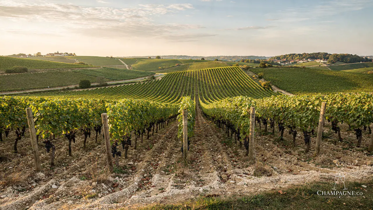Montaudon — Champagne producer profile image.