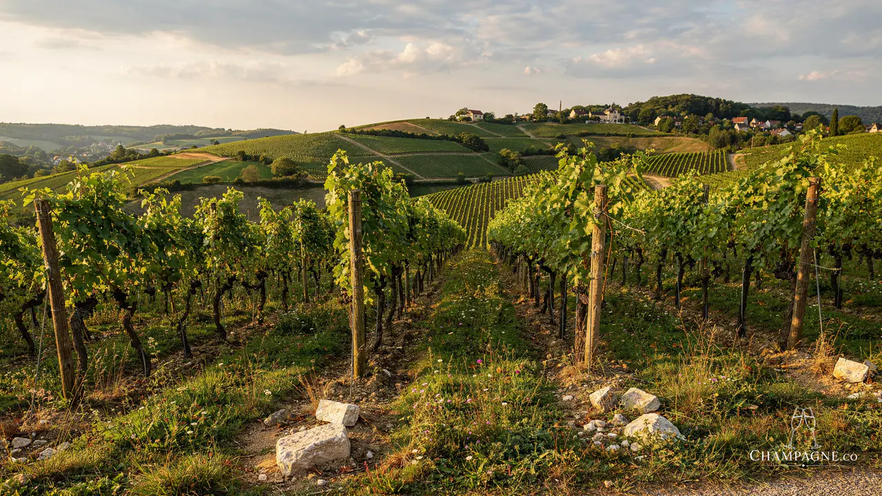 Morel — Champagne producer profile image.