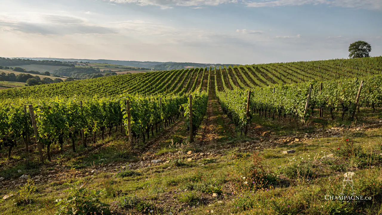 Moussé Fils — Champagne producer profile image.