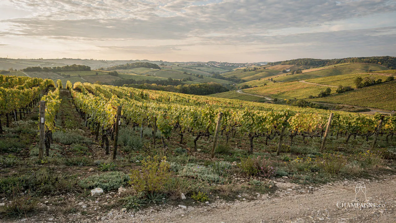 Moutard — Champagne producer profile image.