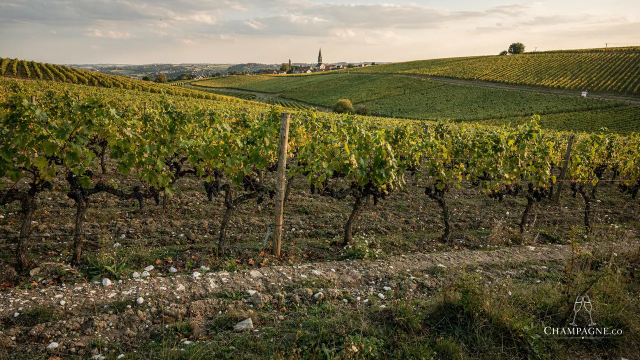 Nathalie Falmet — Champagne producer profile image.