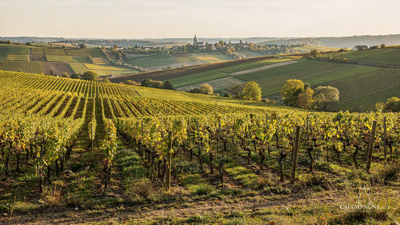Nicolas Feuillatte — Champagne producer profile image.
