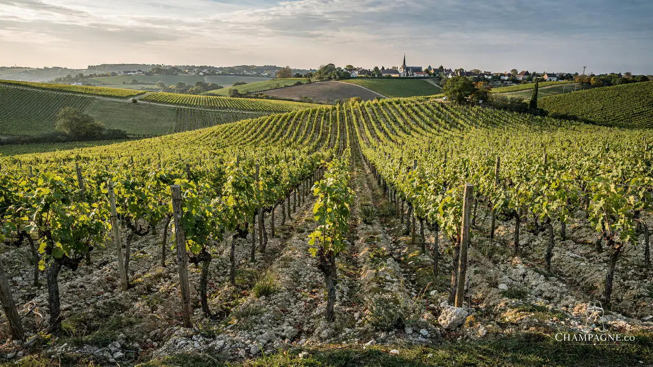 Nicolas Gueusquin — Champagne producer profile image.