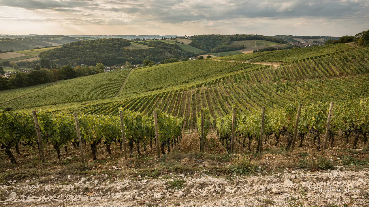 Nicolas Maillart — Champagne producer profile image.