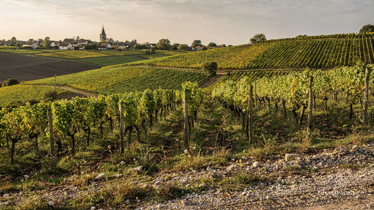 Nominé-Renard — Champagne producer profile image.