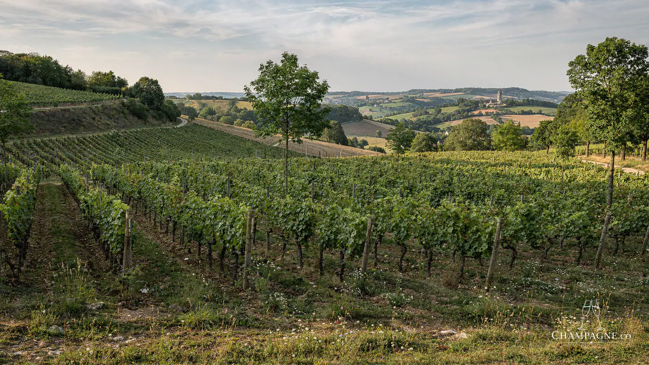 Nowack — Champagne producer profile image.