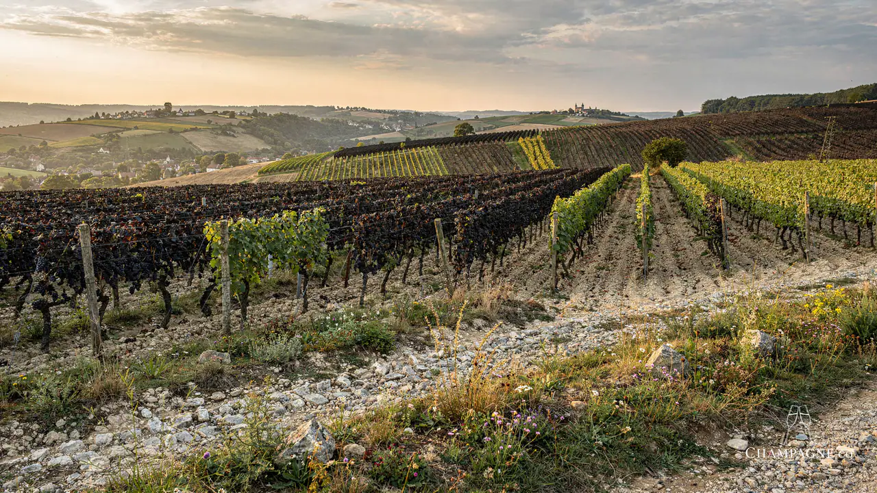 Olivier Horiot — Champagne producer profile image.