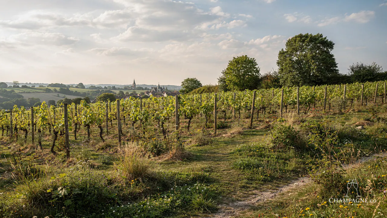 Oudiette — Champagne producer profile image.