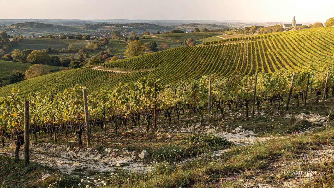 Palmer & Co — Champagne producer profile image.