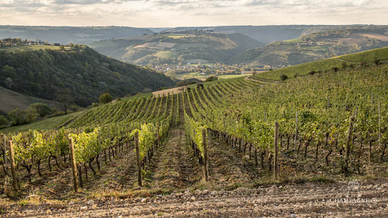 Pannier — Champagne producer profile image.