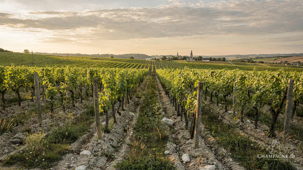 Pascal Doquet — Champagne producer profile image.