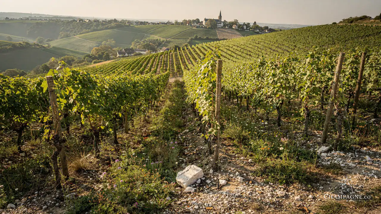 Paul Bara — Champagne producer profile image.