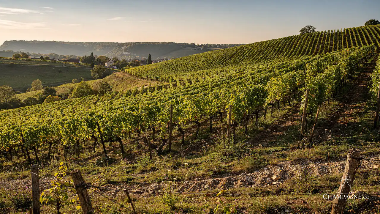 Paul Clouet — Champagne producer profile image.