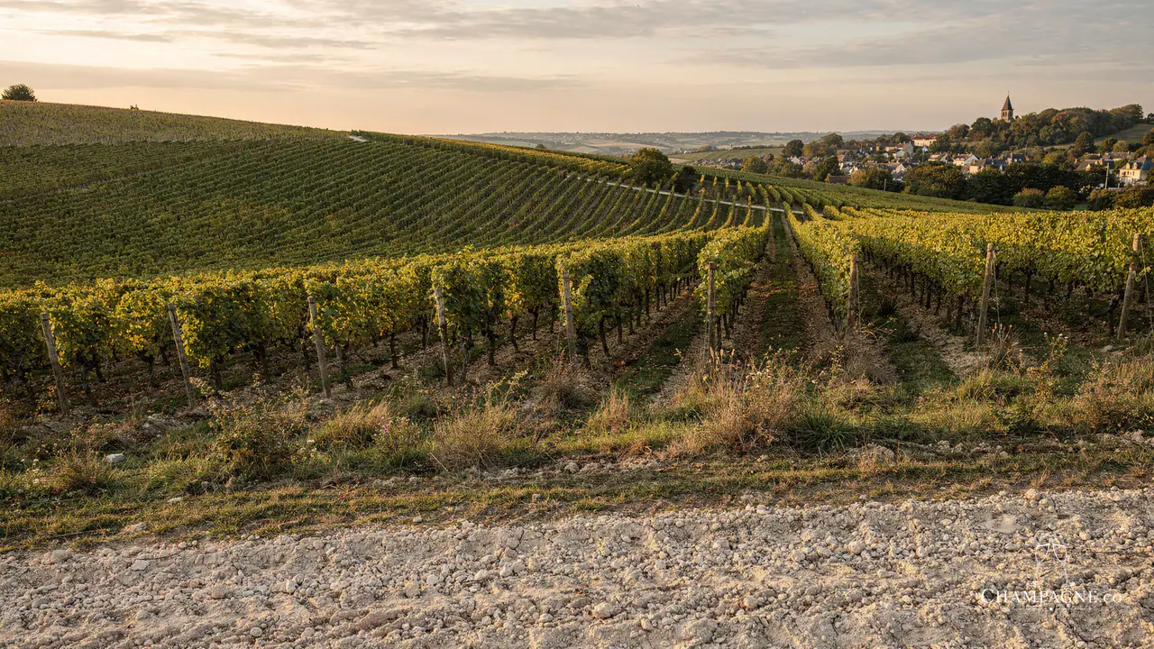 Paul Déthune — Champagne producer profile image.