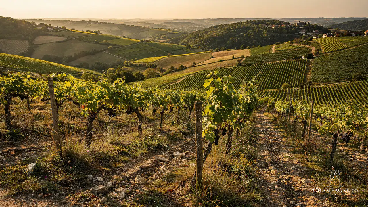 Péhu-Guiardel — Champagne producer profile image.