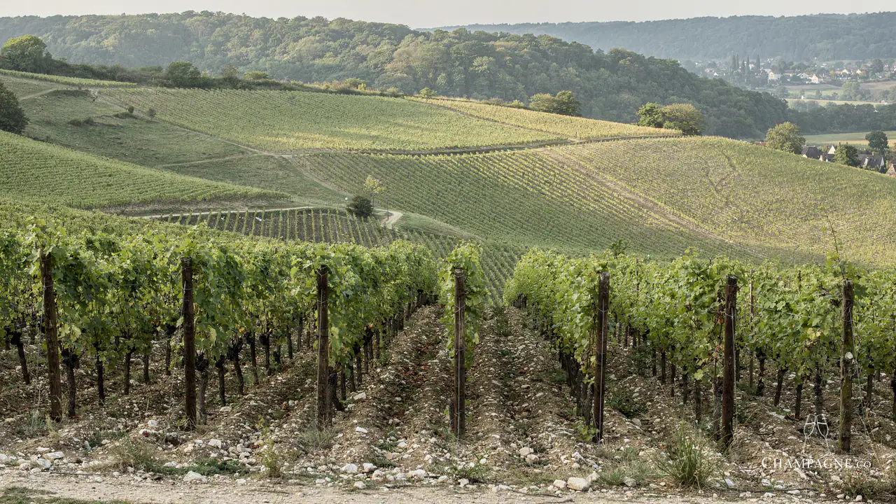 Pehu-Simonet — Champagne producer profile image.