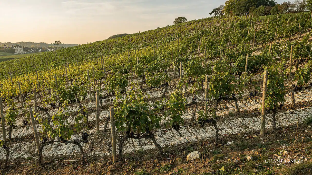 Penet-Chardonnet — Champagne producer profile image.