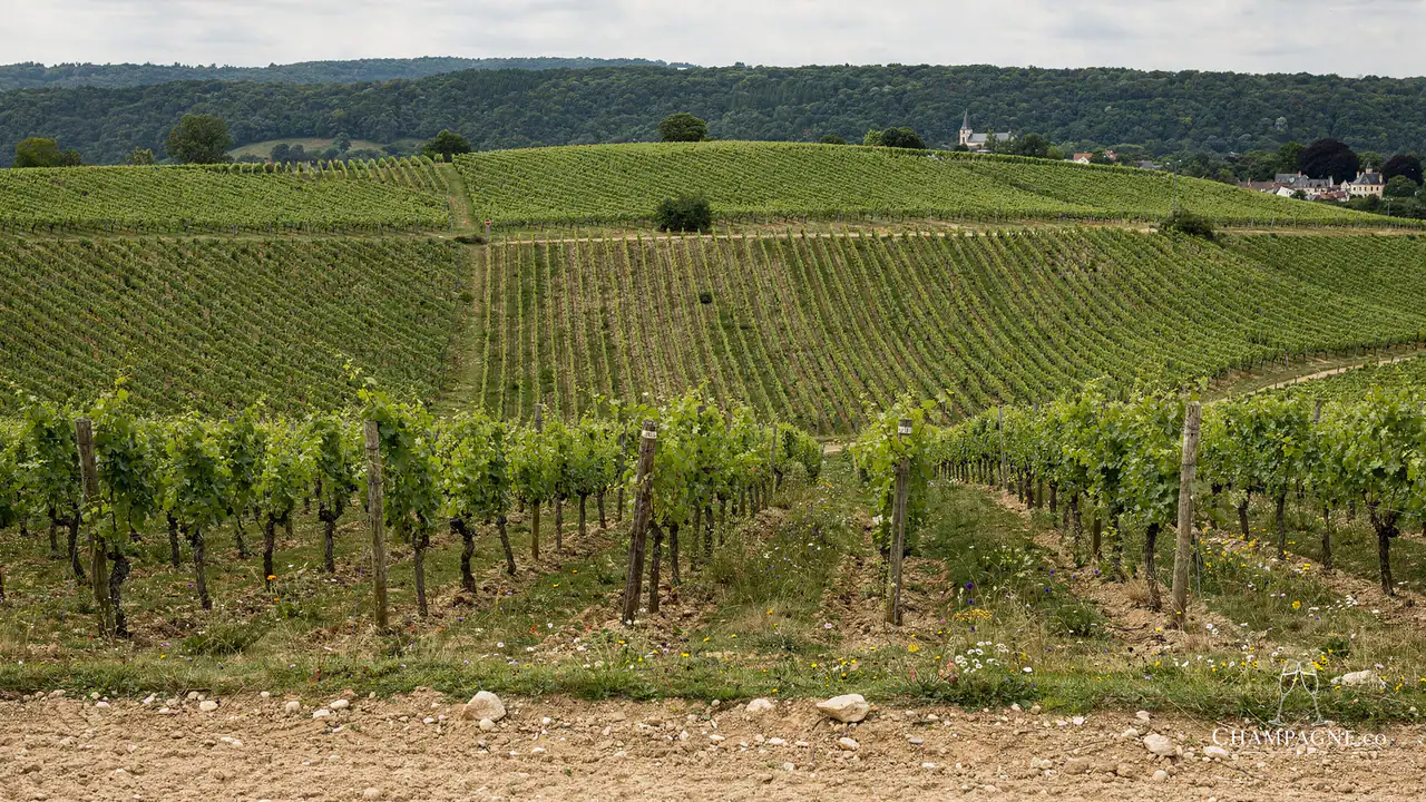 Perseval-Farge — Champagne producer profile image.