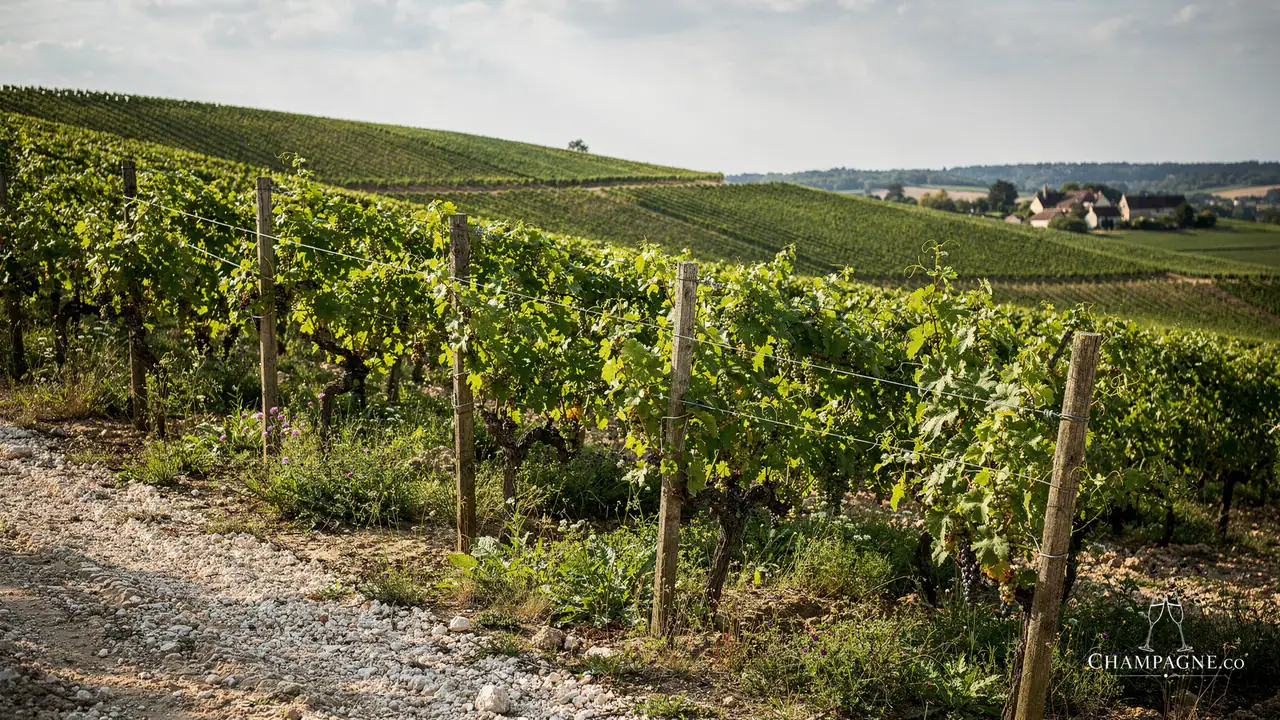 Pertois-Lebrun — Champagne producer profile image.